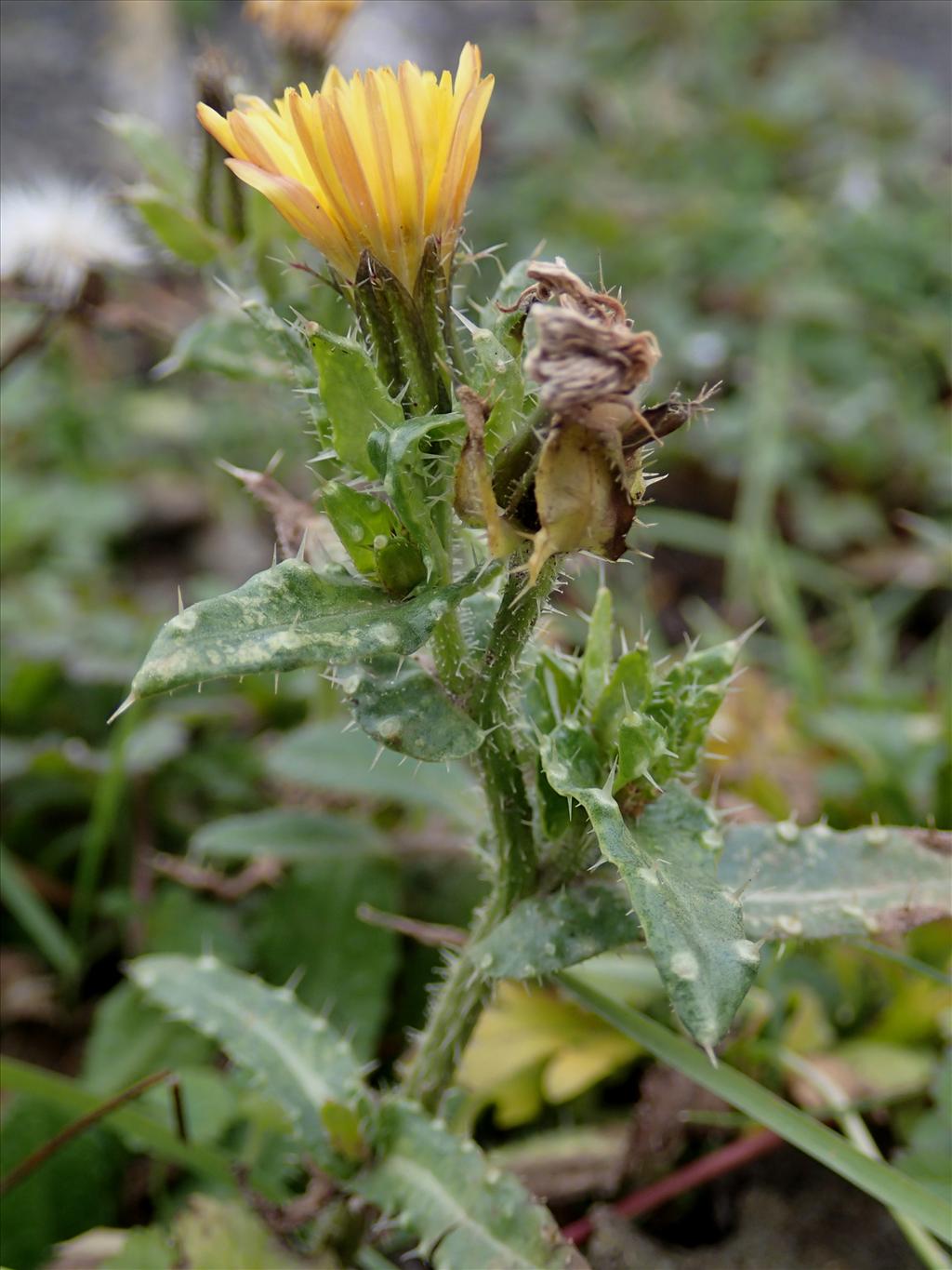 Helminthotheca echioides (door Adrie van Heerden)