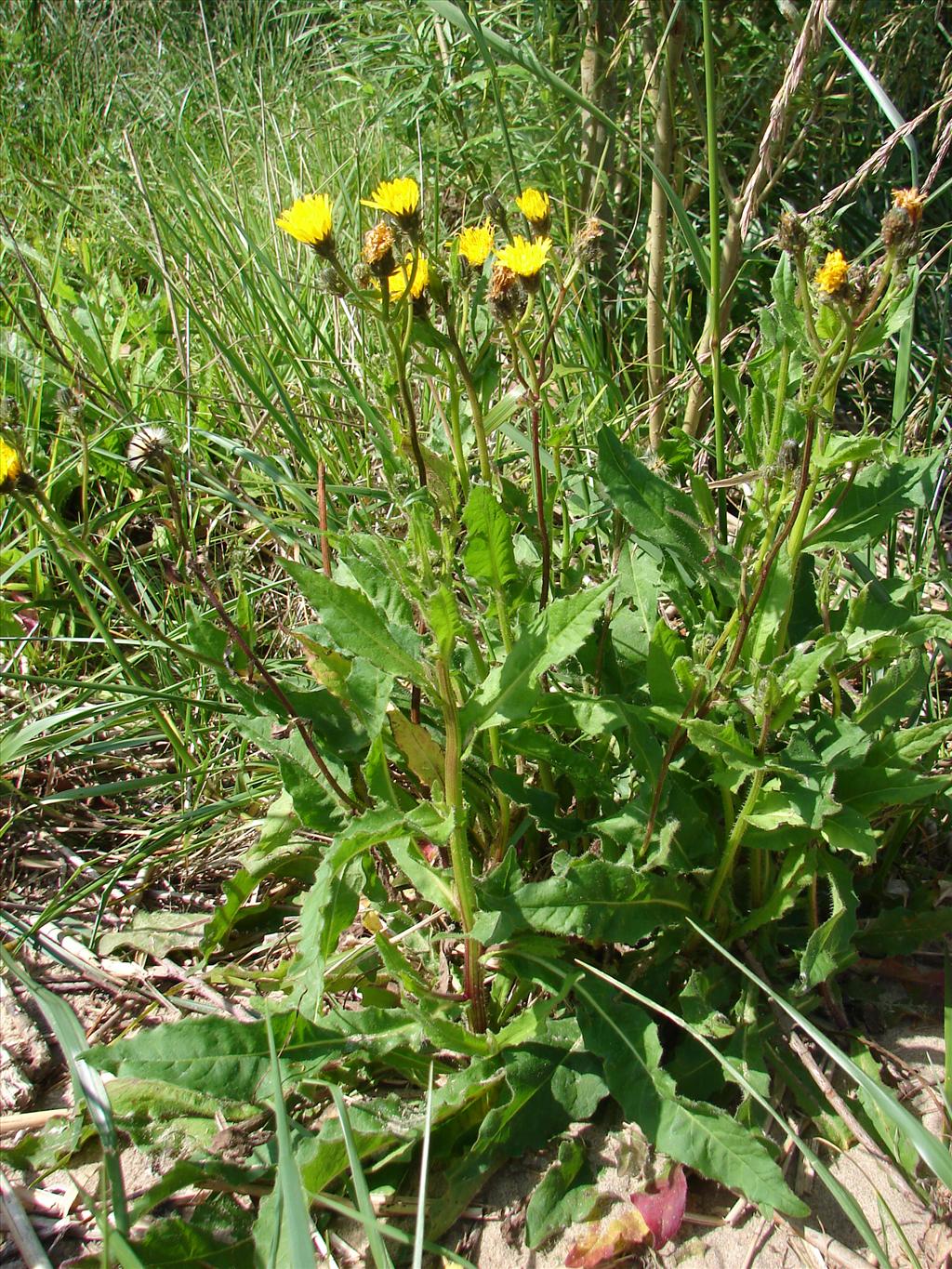 Picris hieracioides (door Adrie van Heerden)