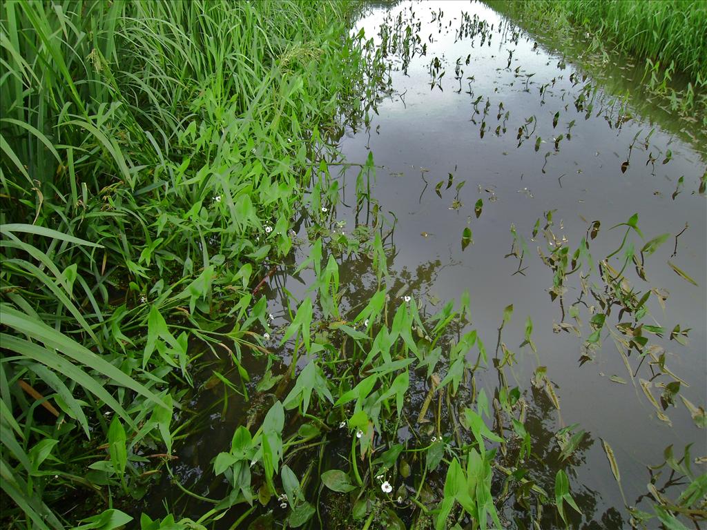 Sagittaria sagittifolia (door Toon Verrijdt)