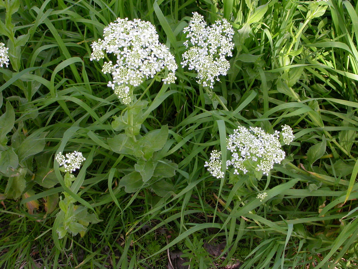 Lepidium draba (door Peter Meininger)