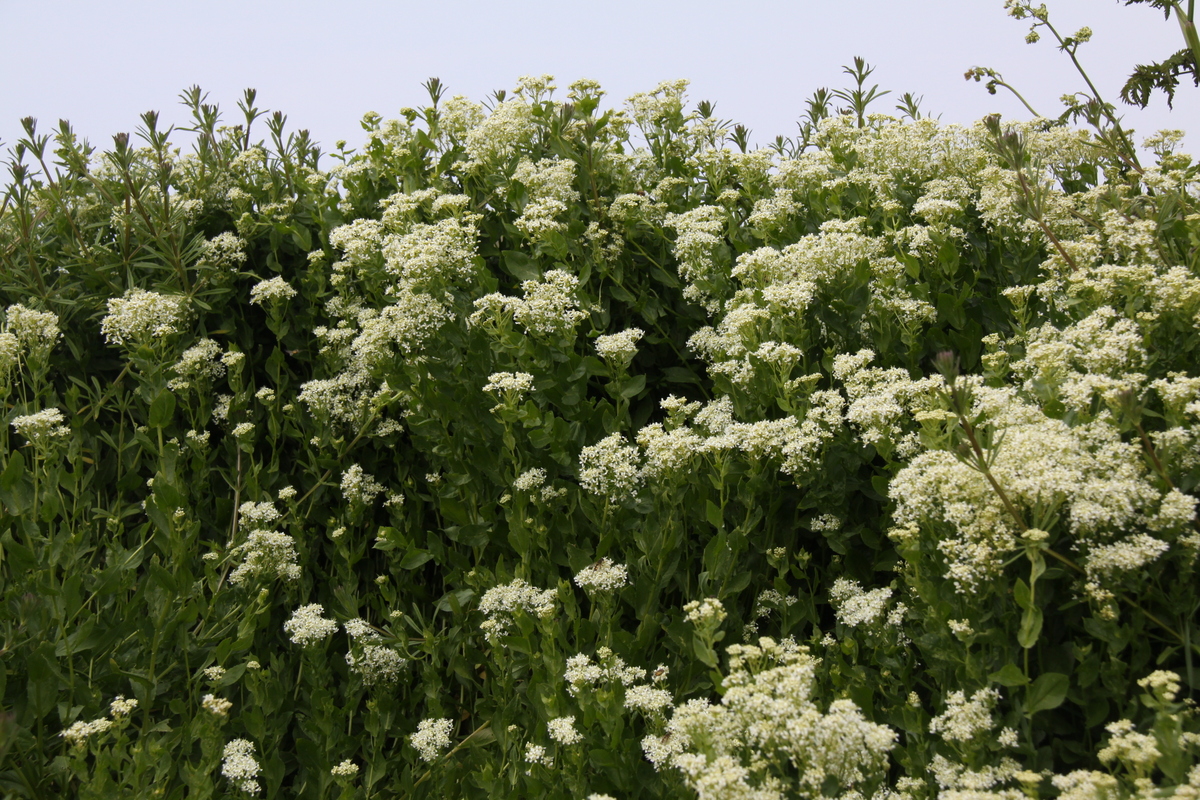 Lepidium draba (door Peter Meininger)