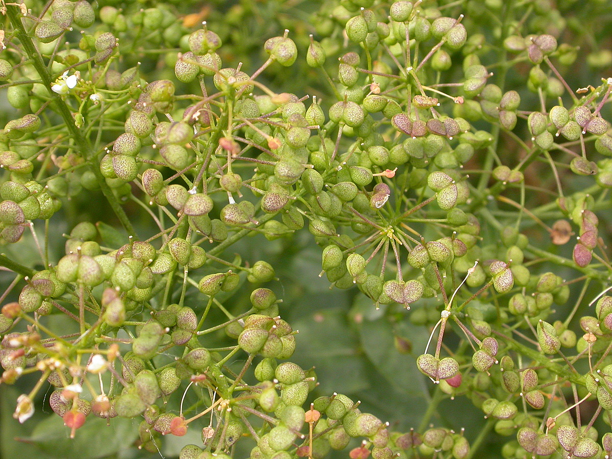 Lepidium draba (door Peter Meininger)