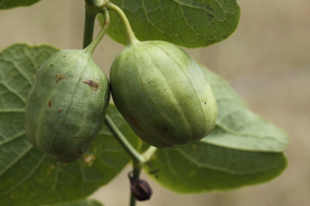 Aristolochia clematitis (door Peter Meininger)