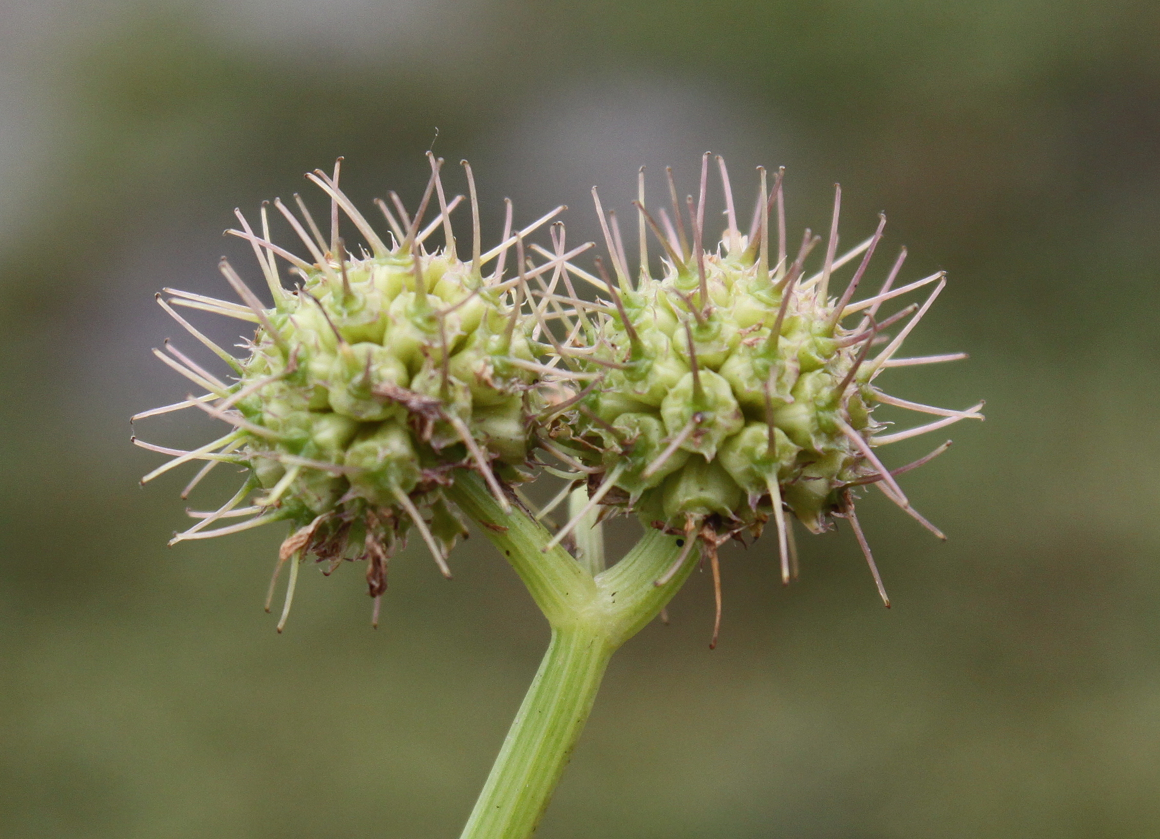 Oenanthe fistulosa (door Peter Meininger)