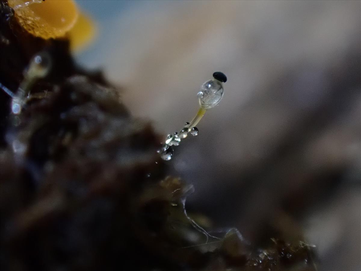 Pilobolus kleinii (door Henk Remijn)