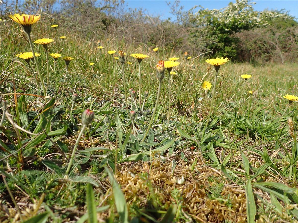 Pilosella officinarum (door Adrie van Heerden)