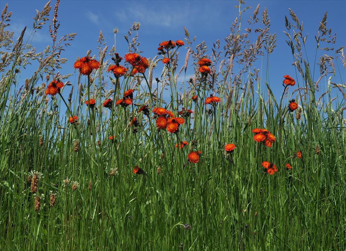 Pilosella aurantiaca (door Willie Riemsma)