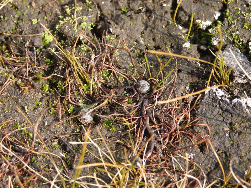 Pilularia globulifera (door Adrie van Heerden)