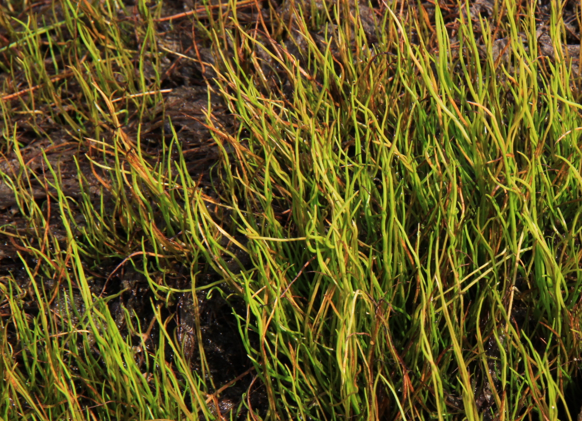 Pilularia globulifera (door Peter Meininger)