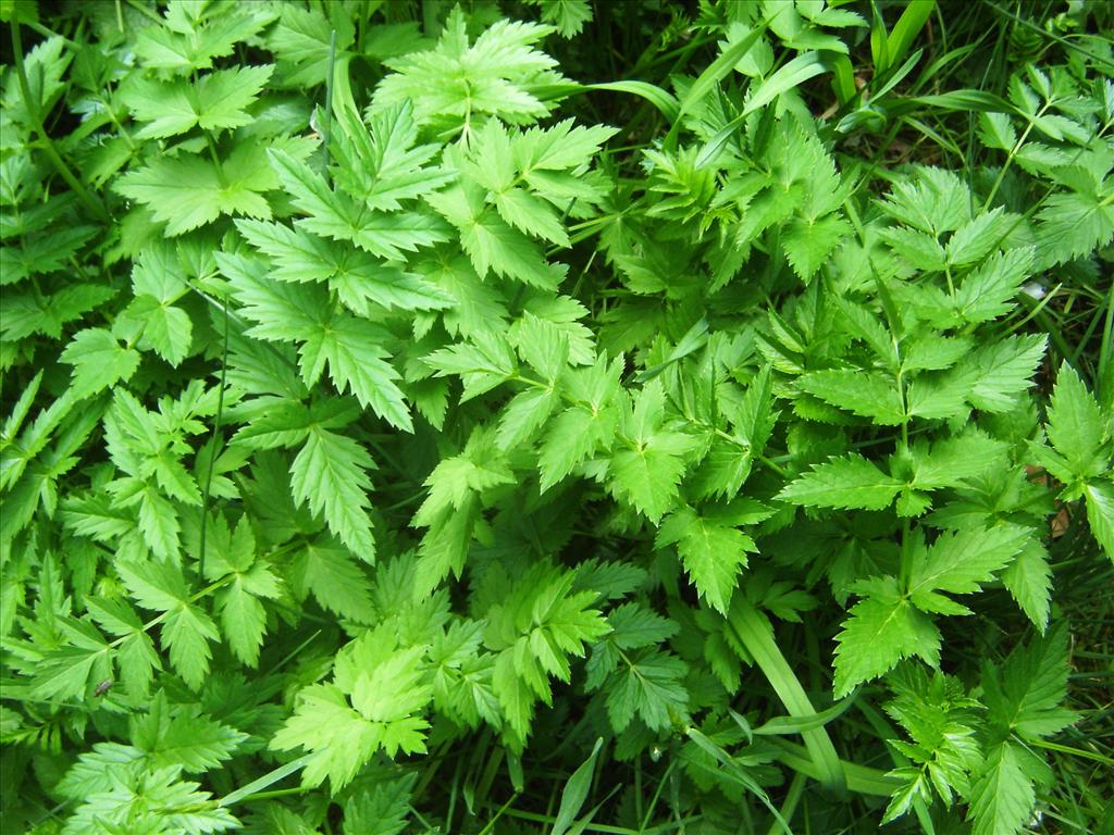 Pimpinella major (door Ruud Beringen)