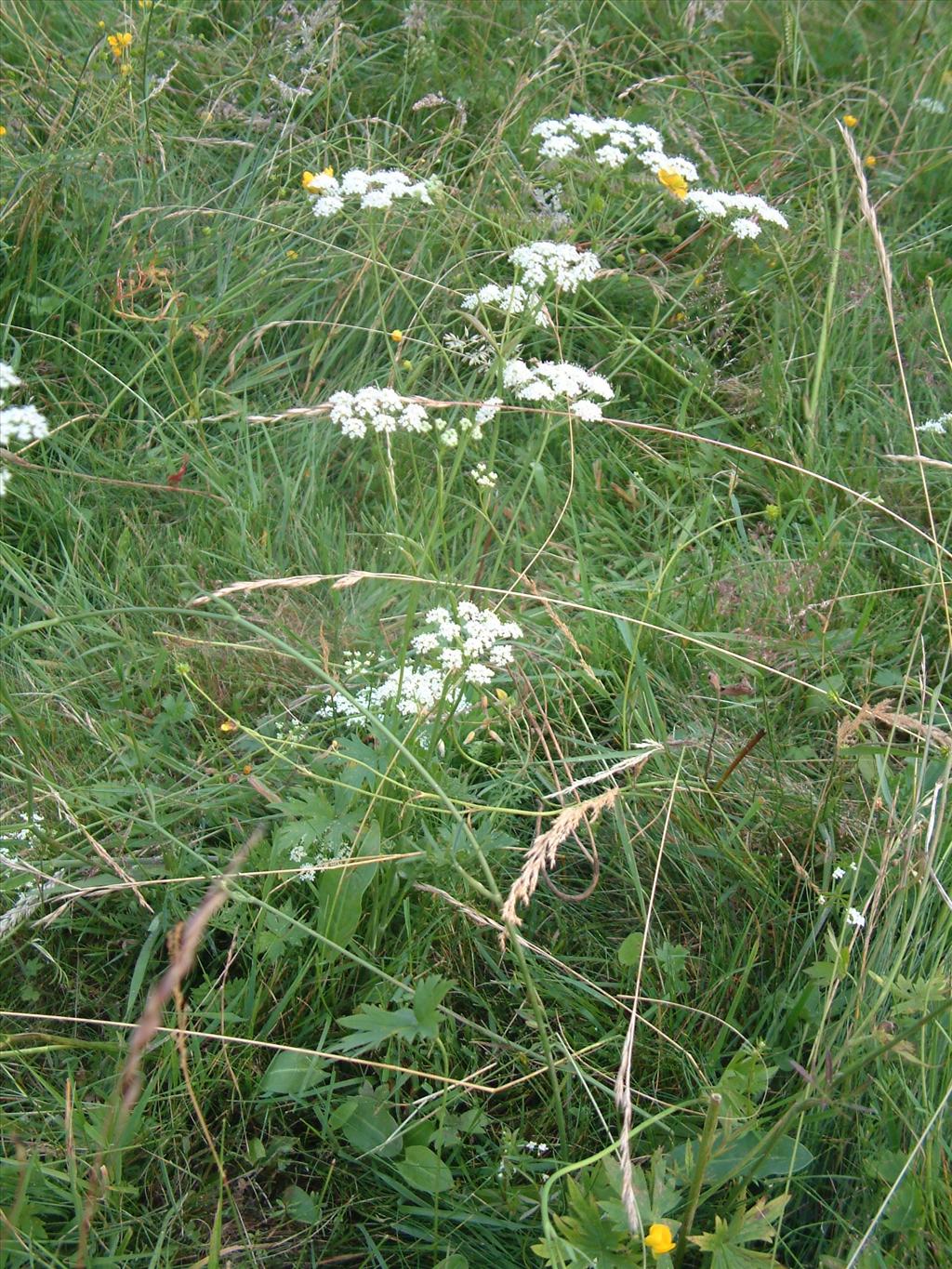 Pimpinella major (door Adrie van Heerden)