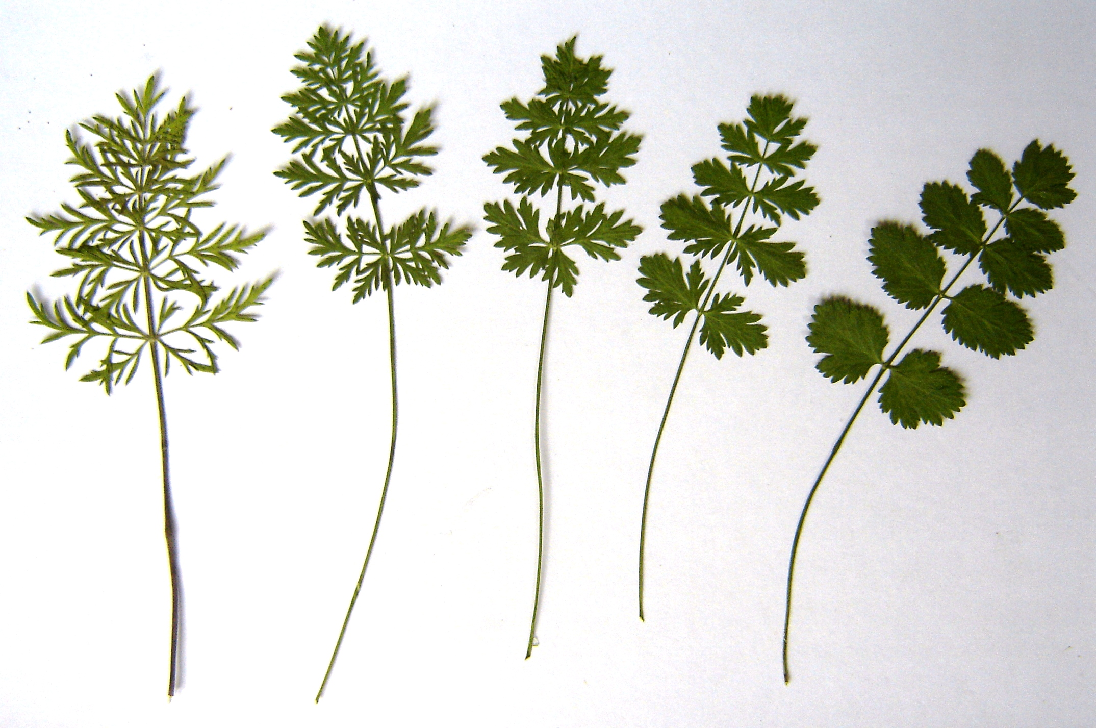 Pimpinella saxifraga (door Ruud Beringen)