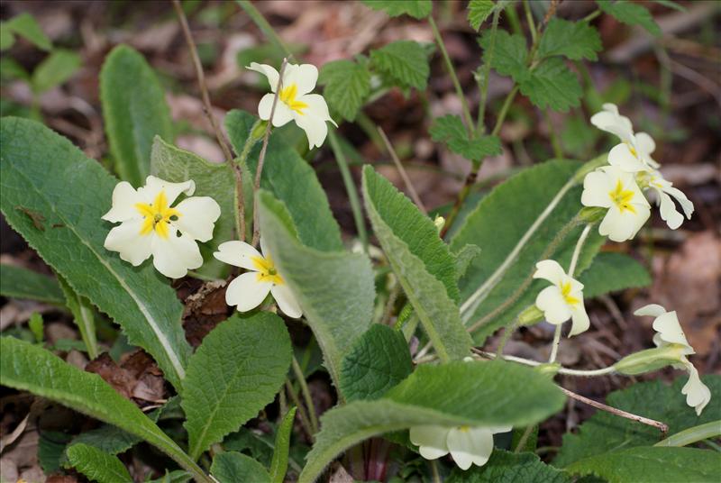 Primula vulgaris (door Adrie van Heerden)