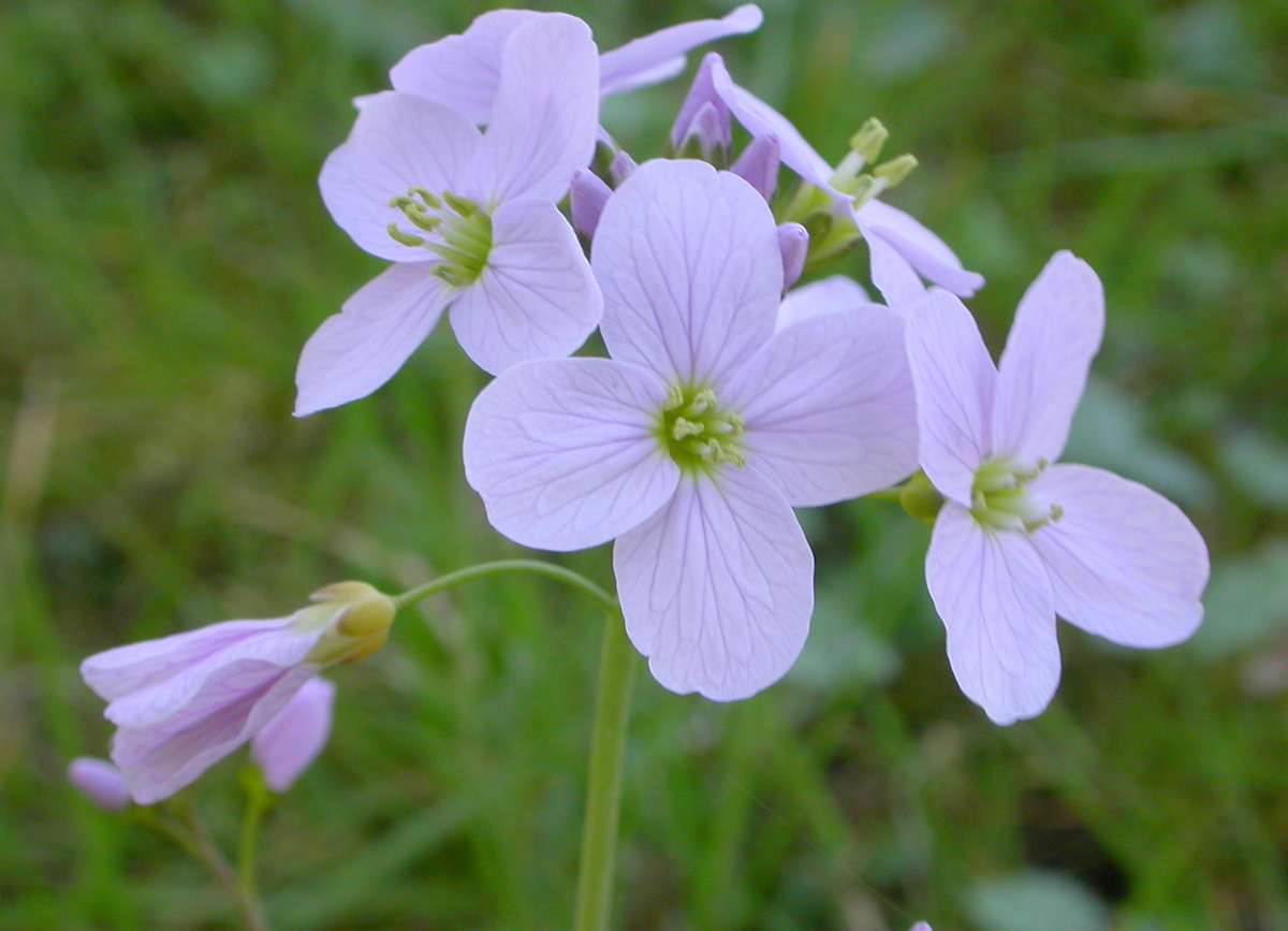 Cardamine pratensis (door Peter Meininger)