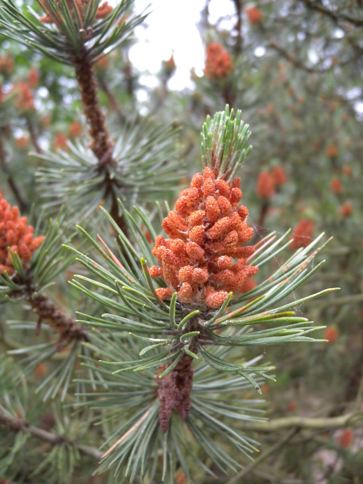 Pinus mugo (door Hans Toetenel)