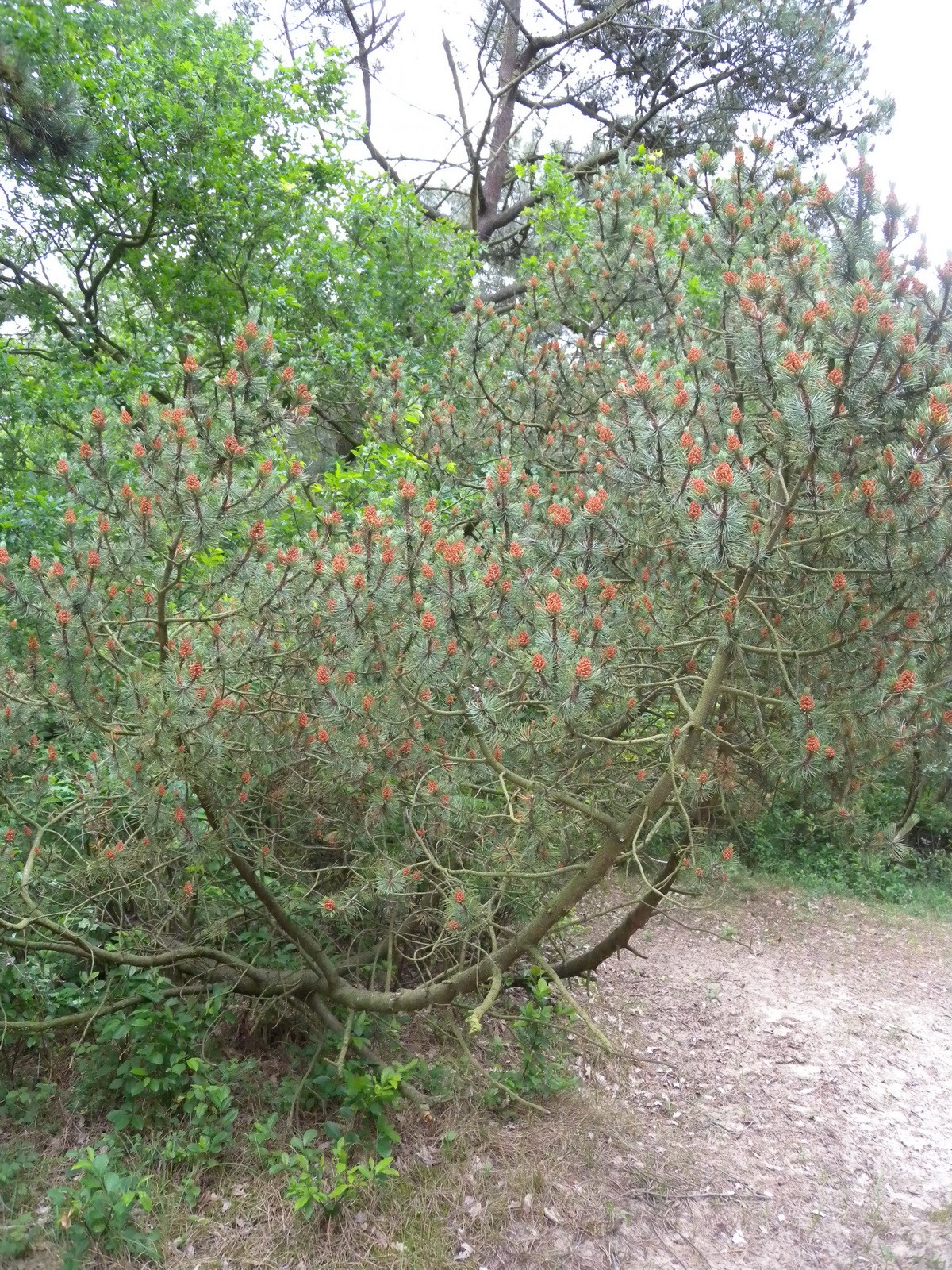 Pinus mugo (door Hans Toetenel)