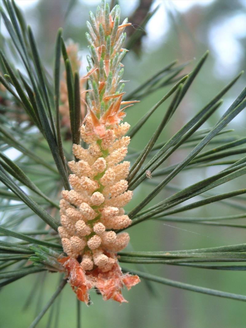 Pinus nigra (door Adrie van Heerden)