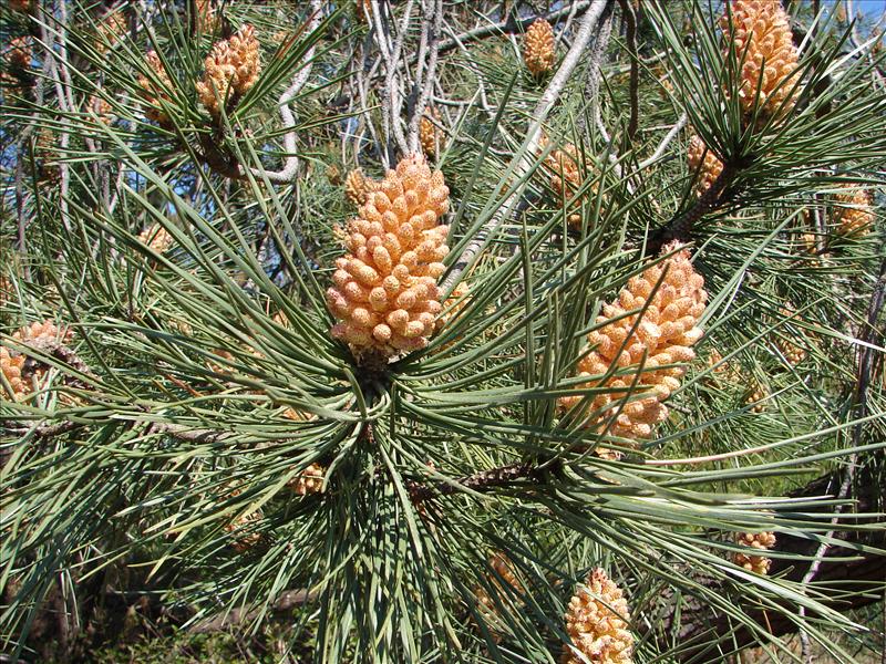 Pinus pinaster (door Adrie van Heerden)