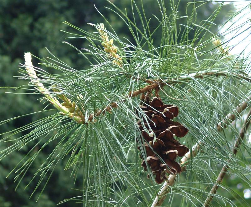 Pinus strobus (door Adrie van Heerden)