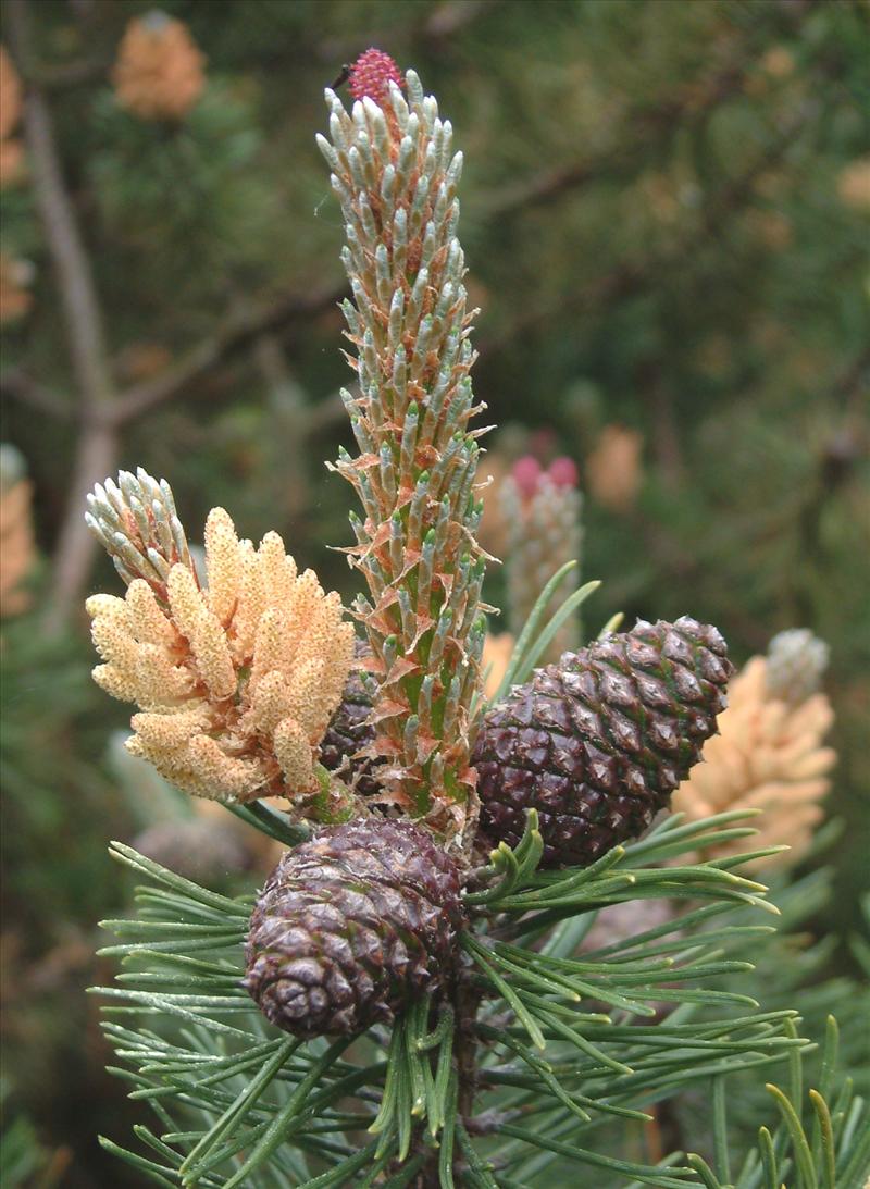 Pinus sylvestris (door Adrie van Heerden)