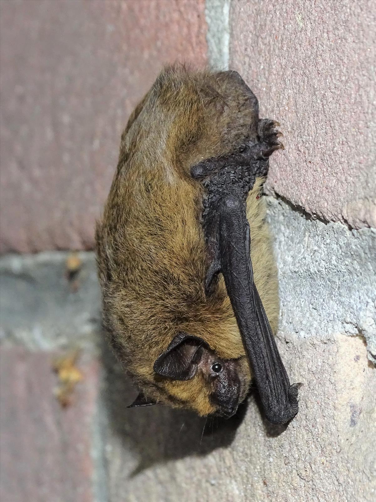 Pipistrellus pipistrellus (door Jan Kersten)