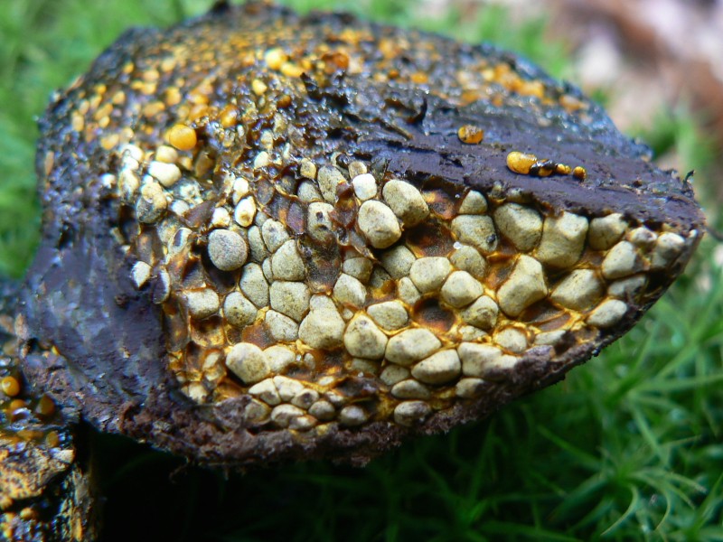 Pisolithus arhizus (door Ismael Wind)