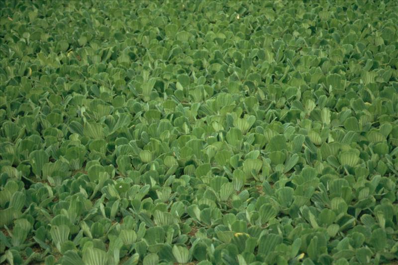 Pistia stratiotes (door Adrie van Heerden)