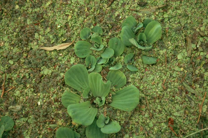 Pistia stratiotes (door Adrie van Heerden)