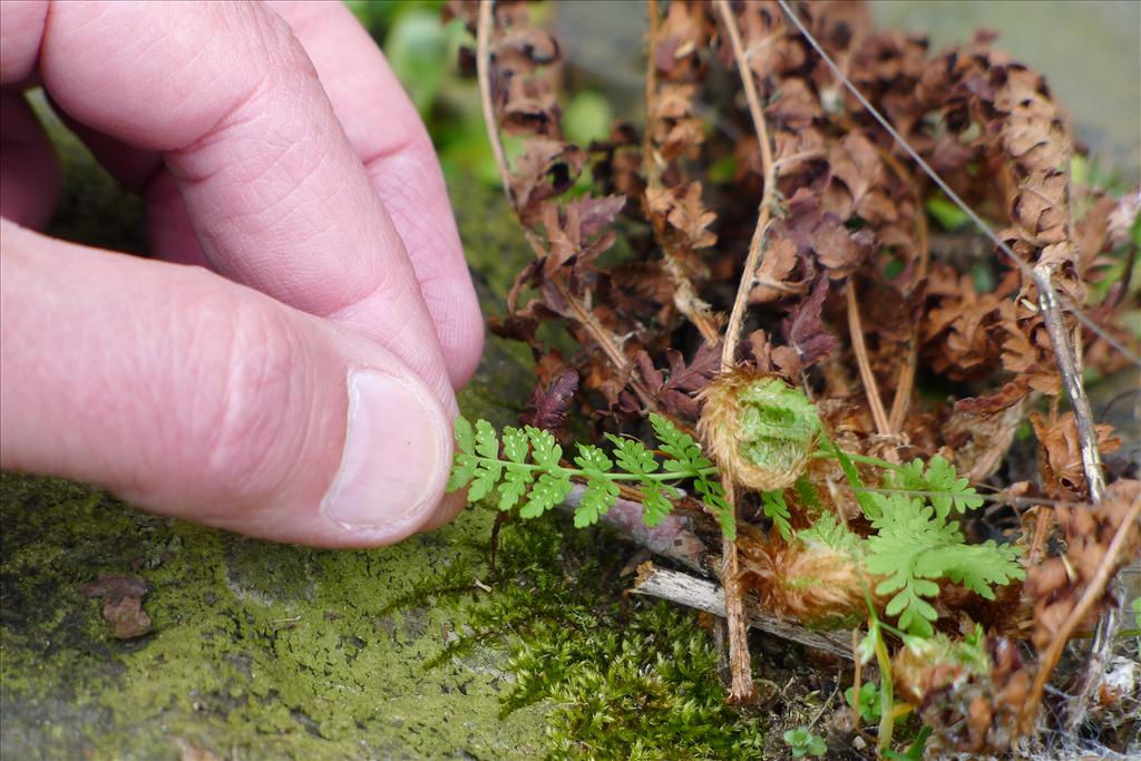 Cystopteris fragilis (door Valentijn ten Hoopen)