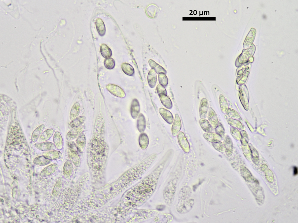Placidium squamulosum (door Henk-Jan van der Kolk)