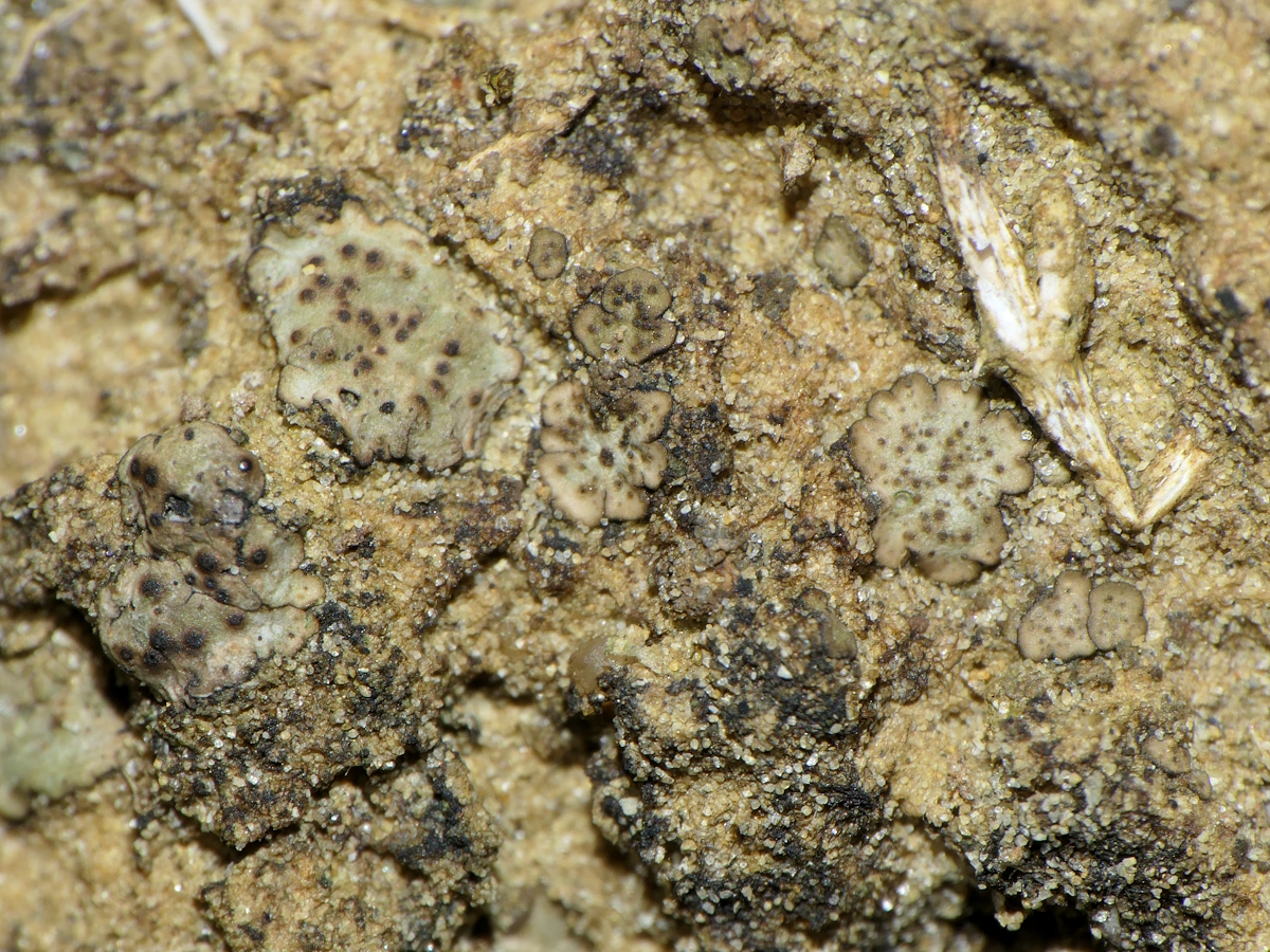 Placidium squamulosum (door Henk-Jan van der Kolk)