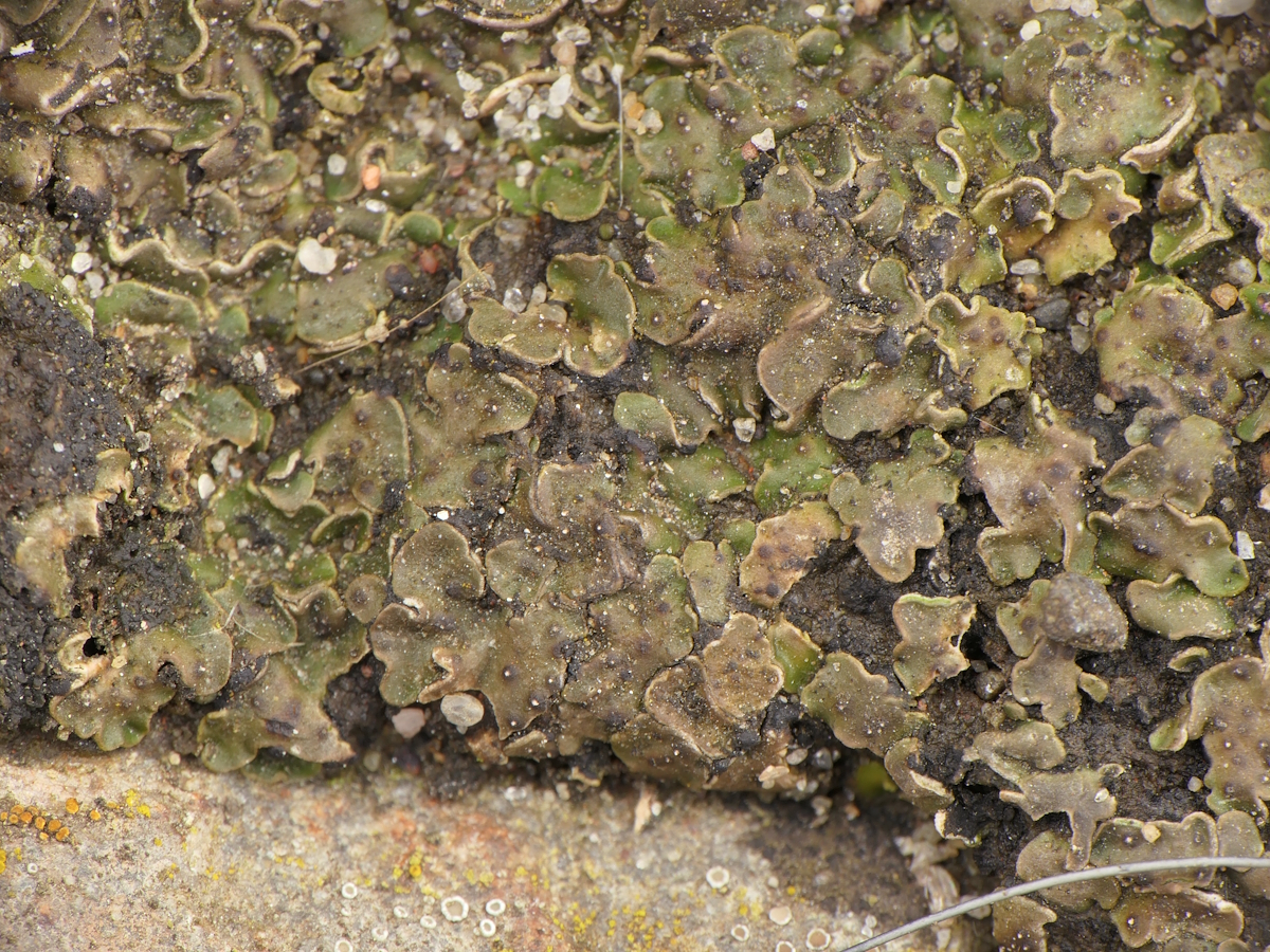 Placidium squamulosum (door Henk-Jan van der Kolk)