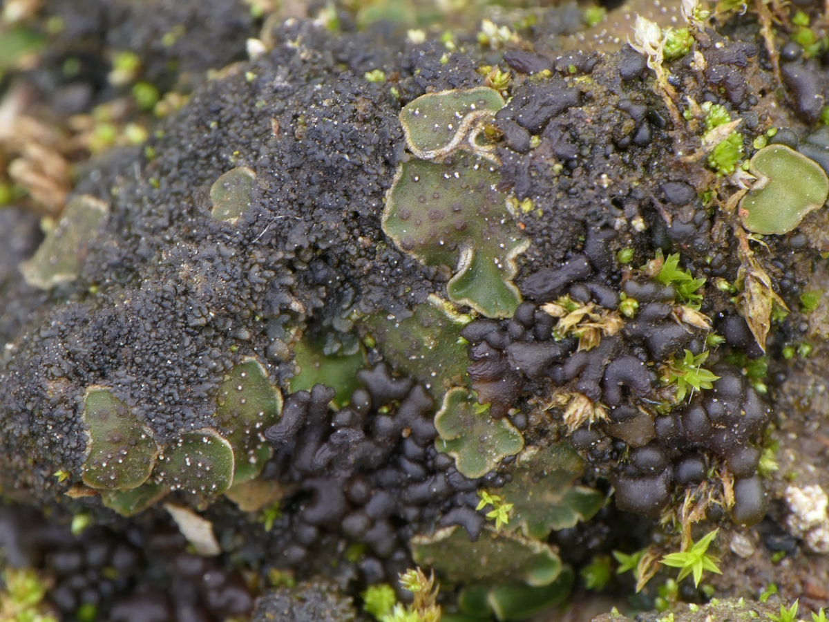Placidium squamulosum (door Henk-Jan van der Kolk)