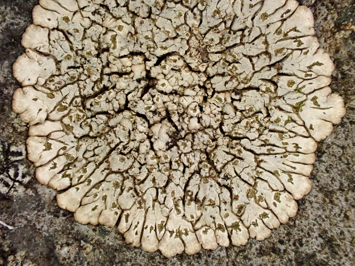 Placopsis gelida (door Arne van Wingerden)