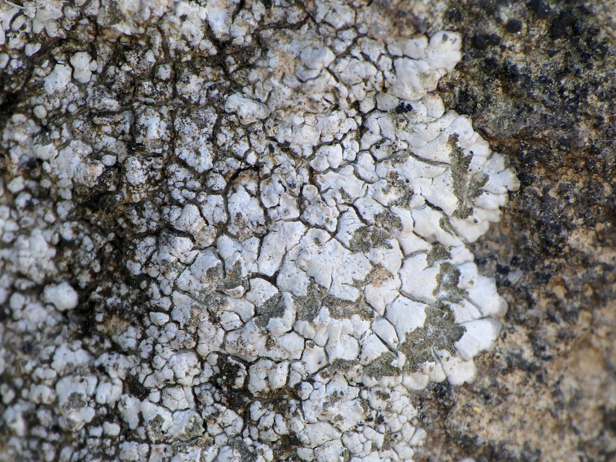 Placopsis lambii (door Henk-Jan van der Kolk)
