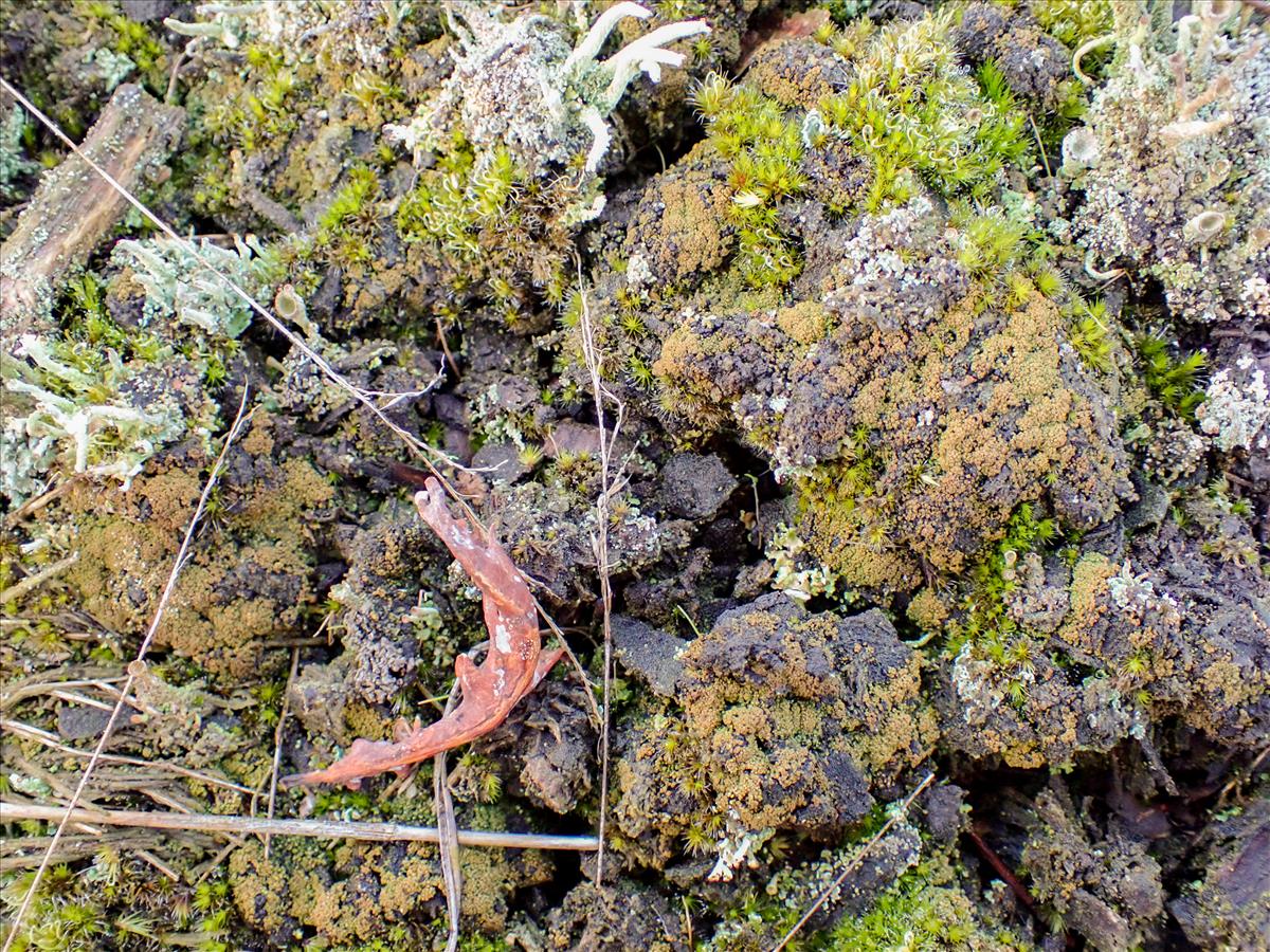 Placynthiella oligotropha (door Arne van Wingerden)