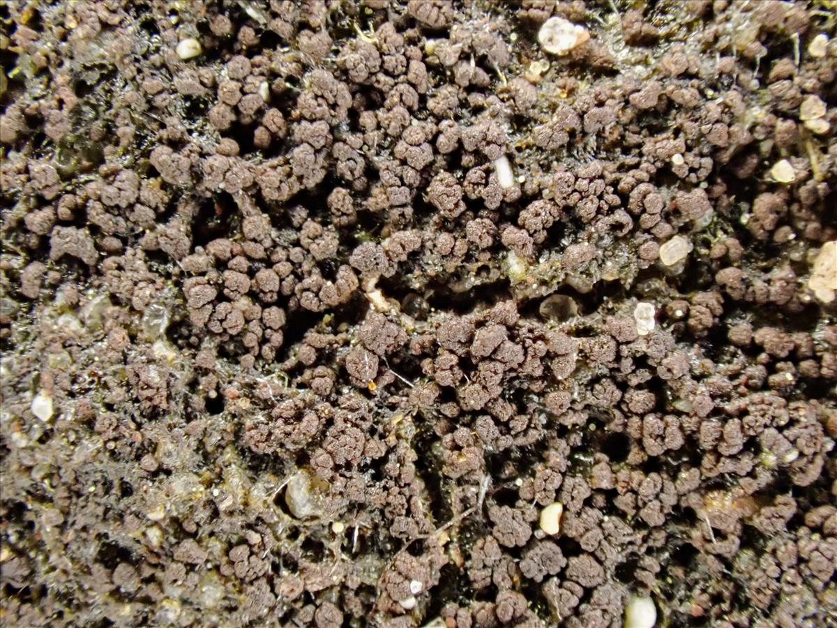 Placynthiella oligotropha (door Arne van Wingerden)