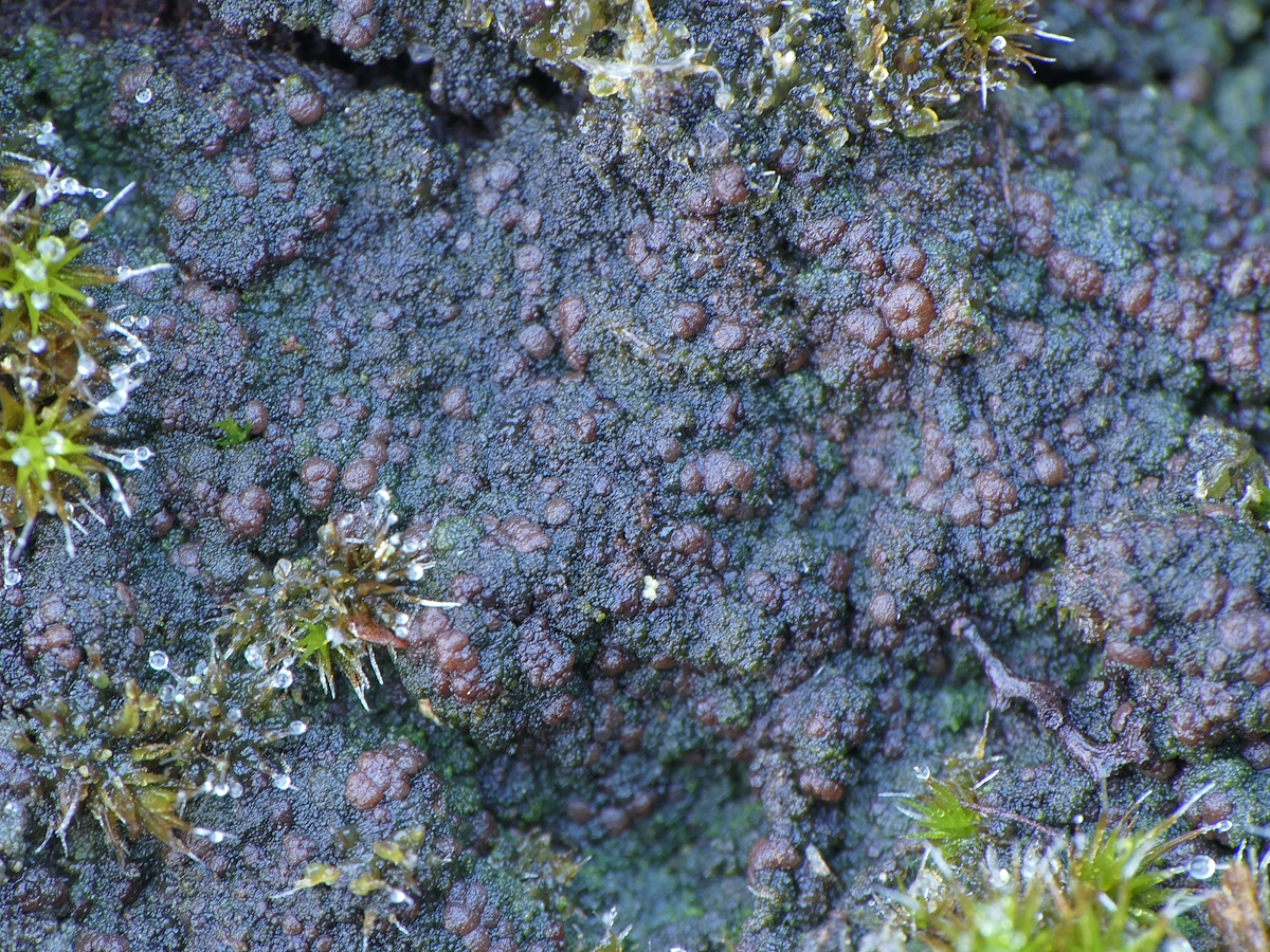 Placynthiella uliginosa (door Henk-Jan van der Kolk)