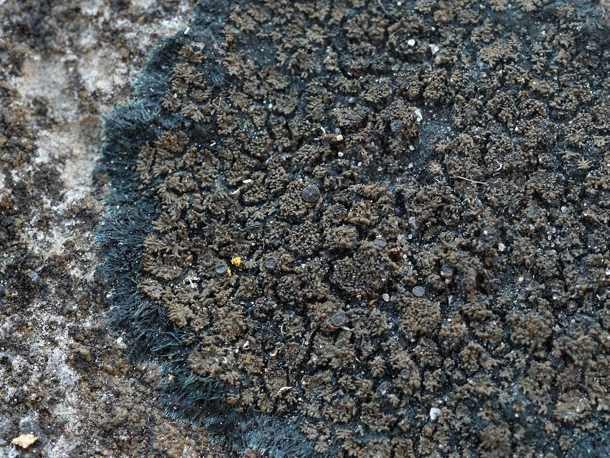 Placynthium nigrum (door Jan Freijer)