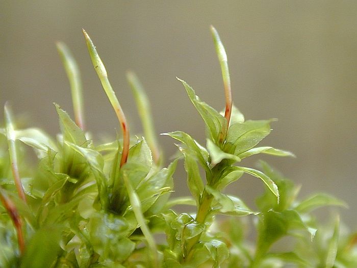 Plagiomnium cuspidatum (door Michael Lueth (www.milueth.de))