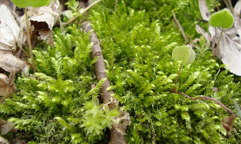 Plagiothecium cavifolium (door Hans Wondergem)