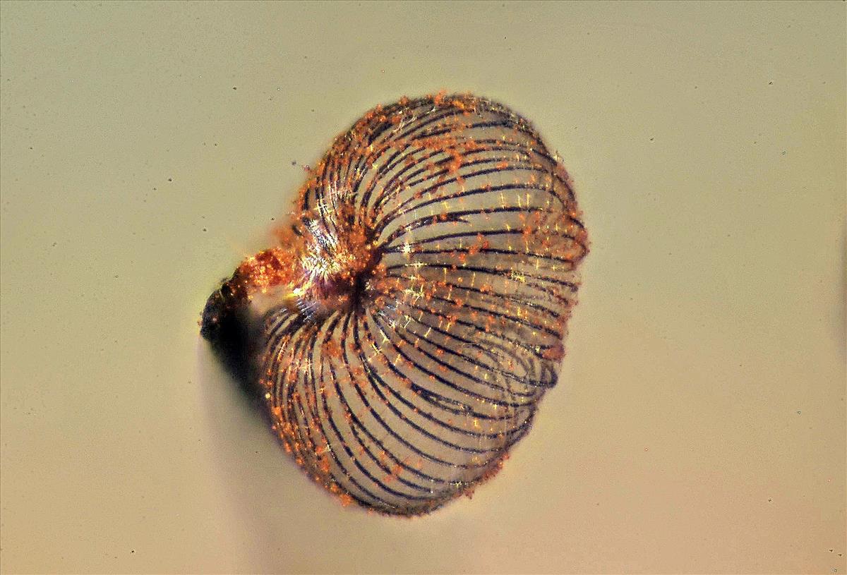 Cribraria cancellata (door Jan Plaisier)