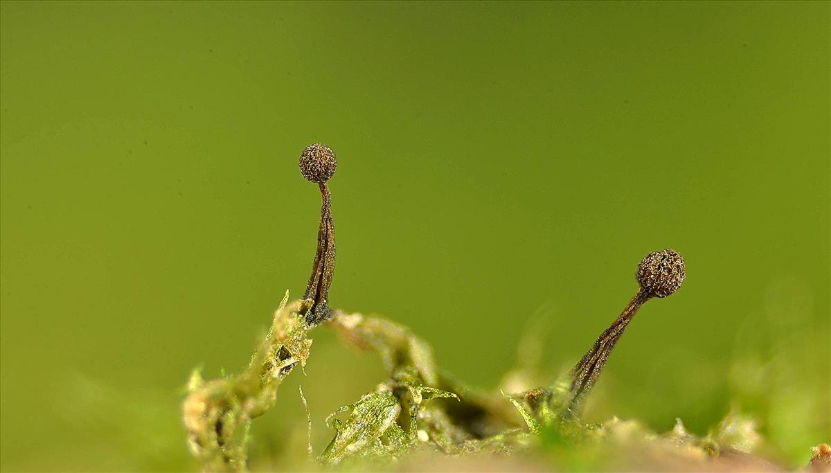 Licea erecta var. erectoides (door Jan Plaisier)