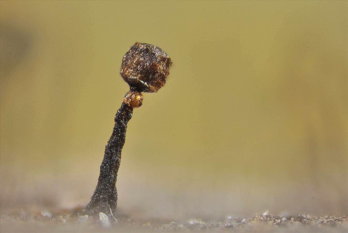 Licea operculata (door Jan Plaisier)