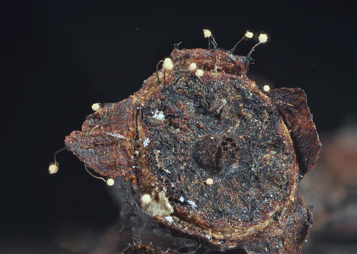 Echinostelium cribrarioides (door Jan Plaisier)