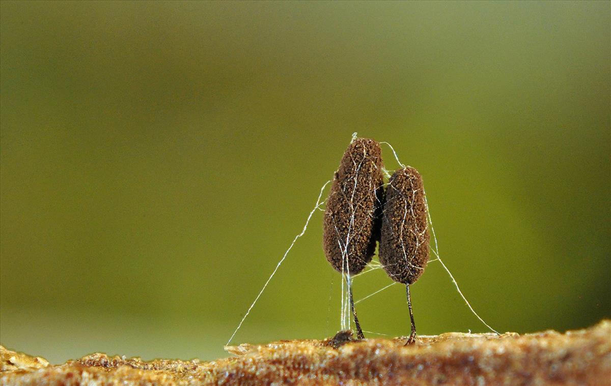 Stemonitopsis amoena (door Jan Plaisier)