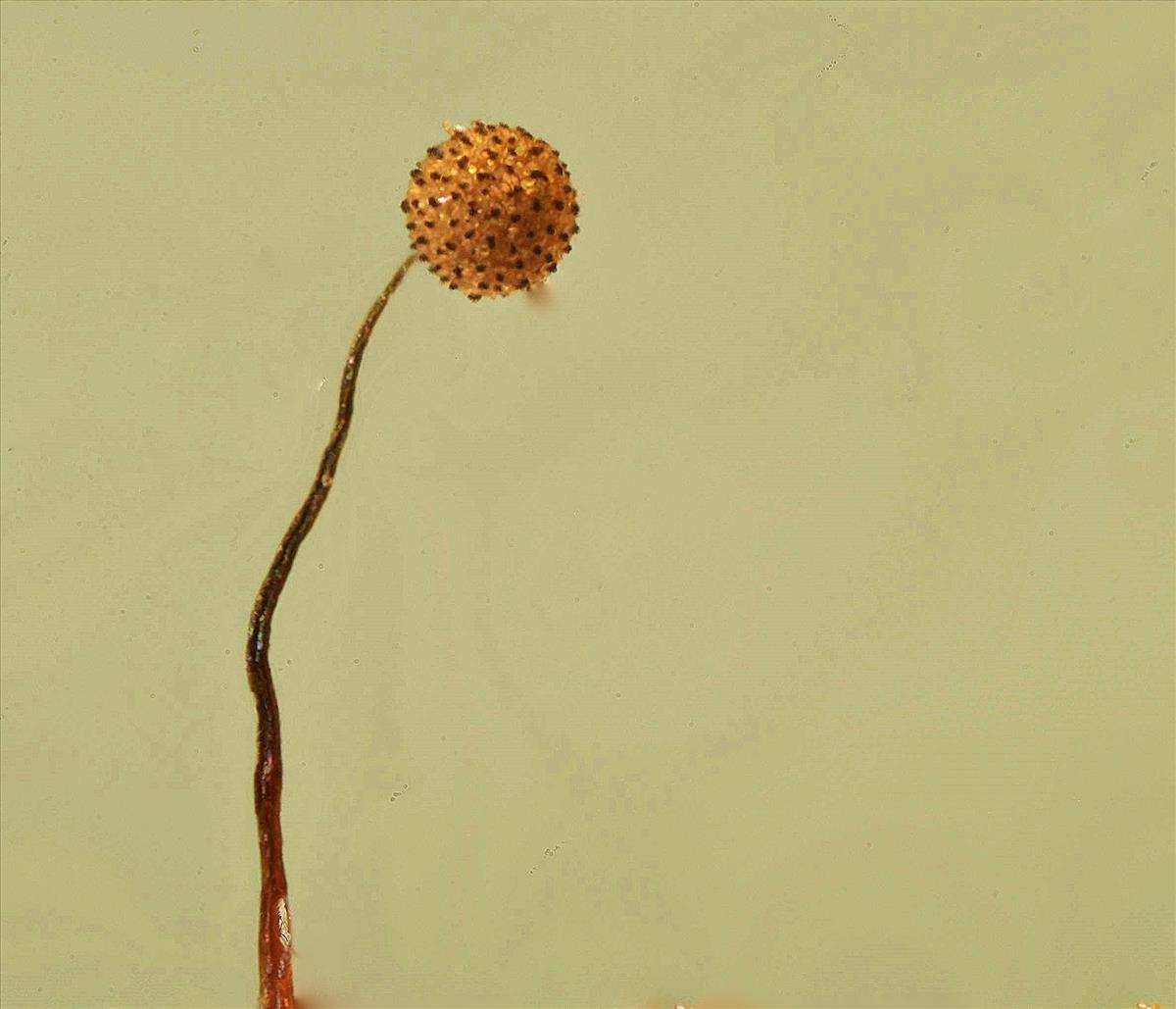 Cribraria microcarpa (door Jan Plaisier)
