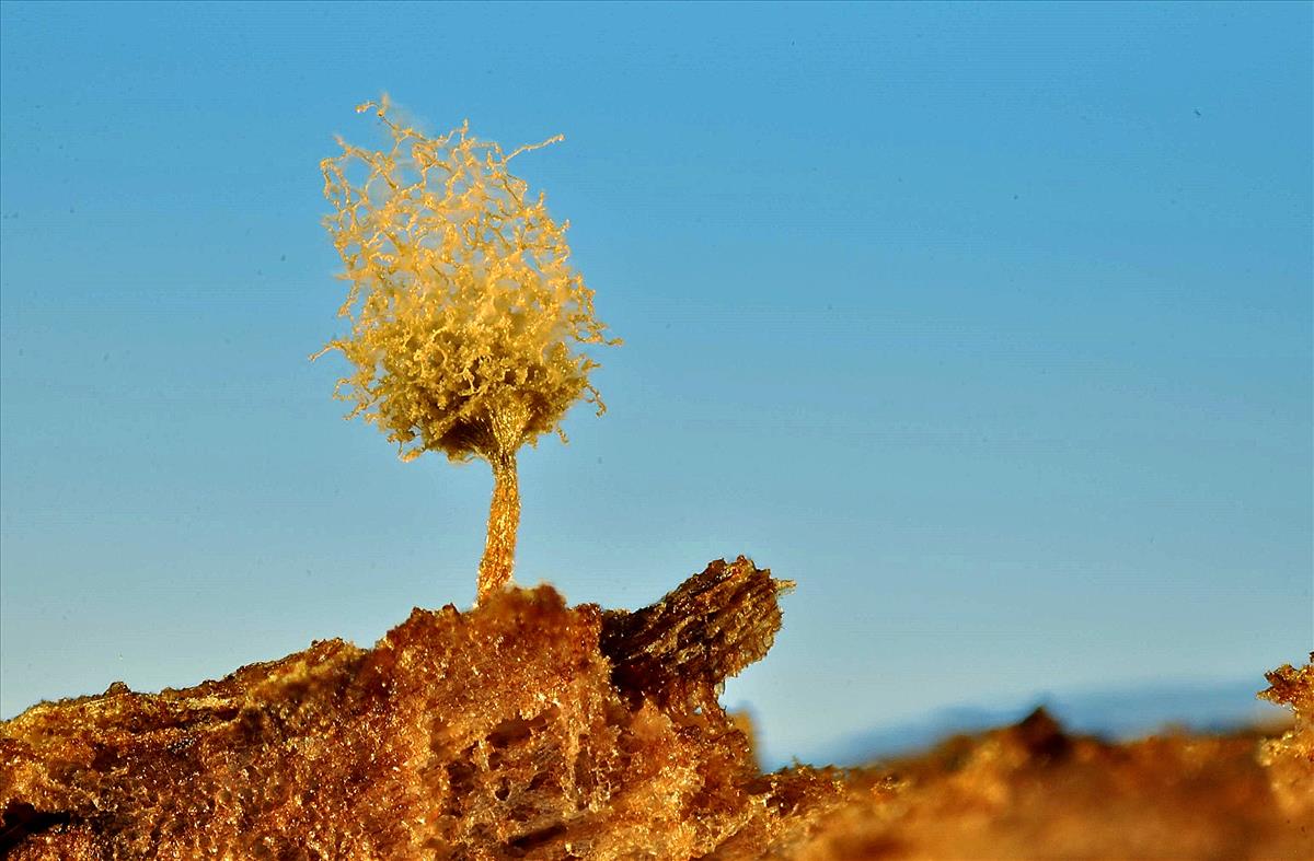 Arcyria pomiformis (door Jan Plaisier)