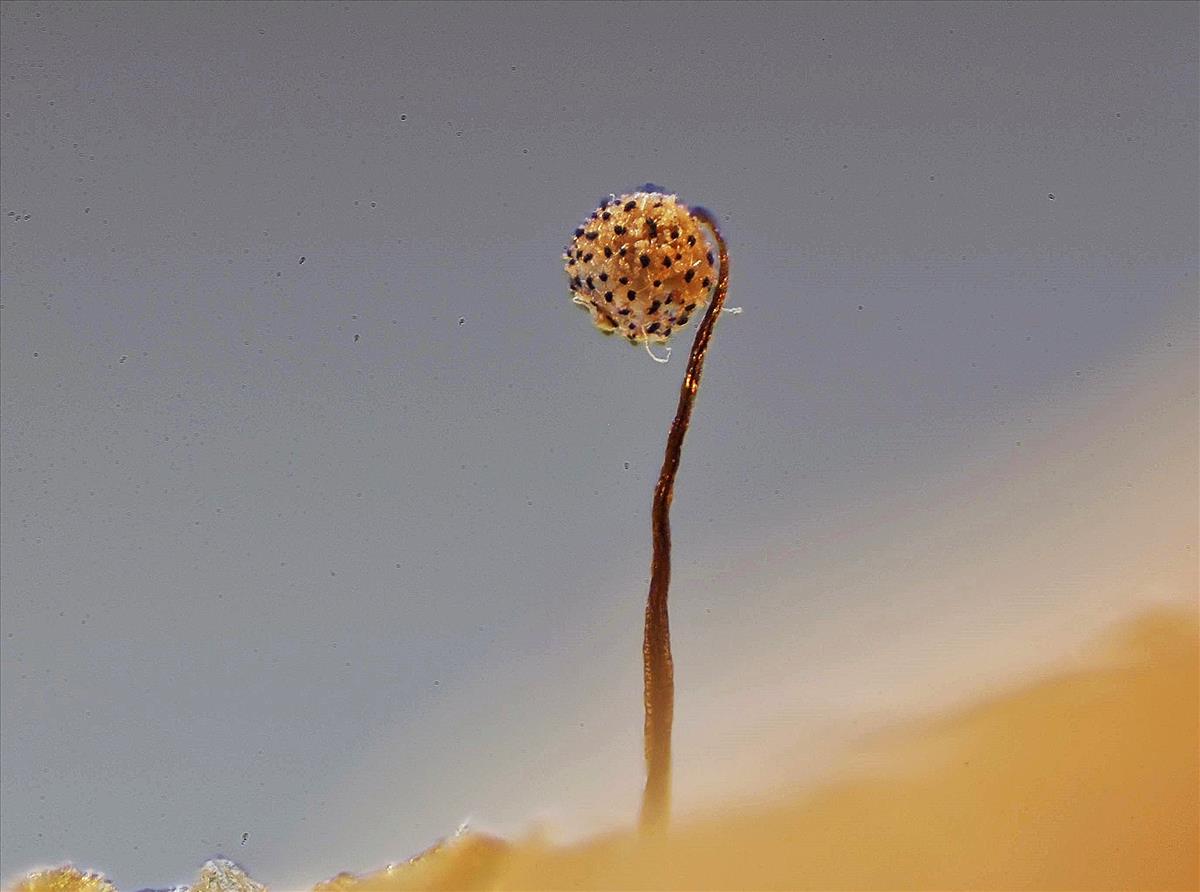 Cribraria microcarpa (door Jan Plaisier)