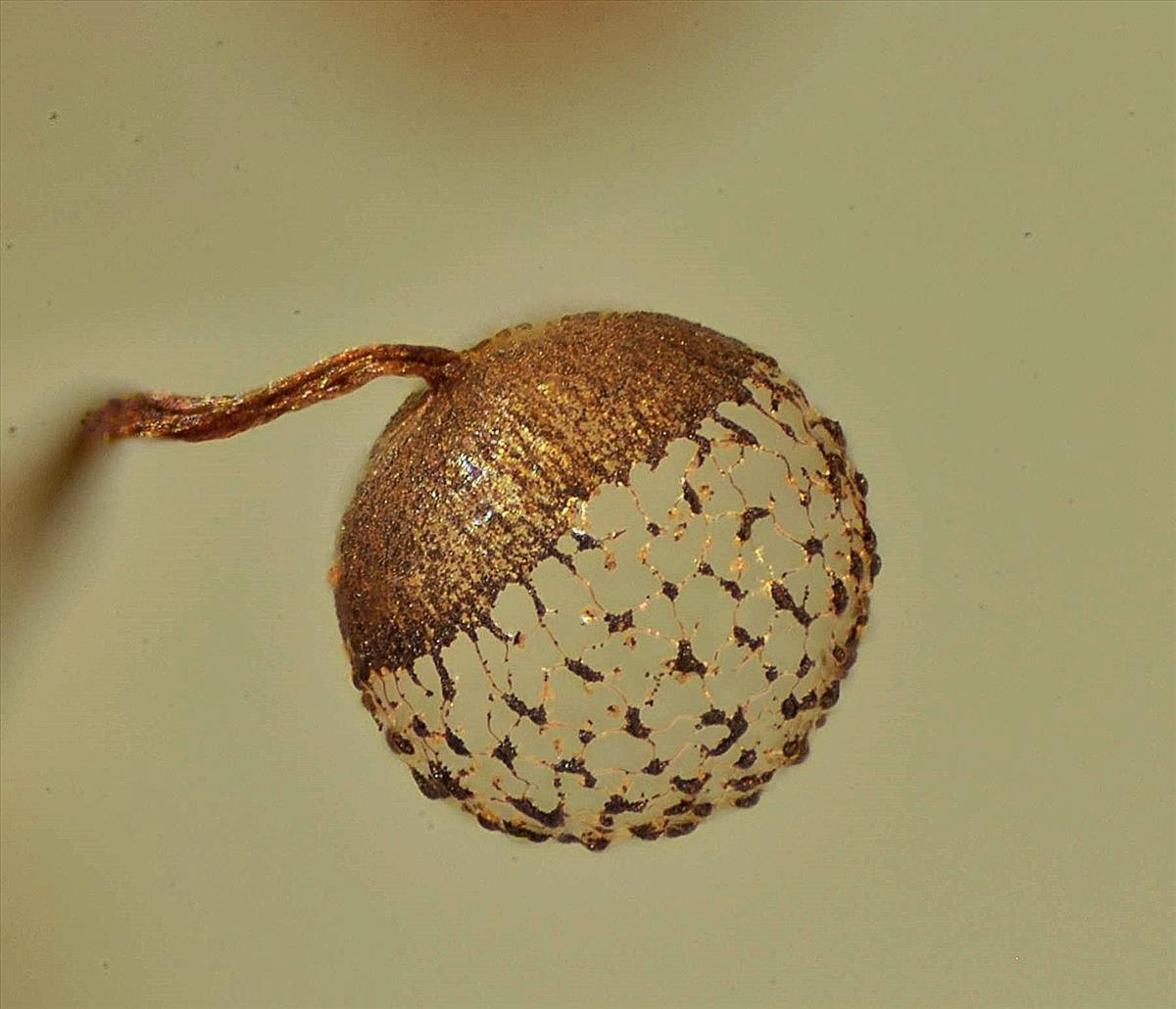 Cribraria aurantiaca (door Jan Plaisier)